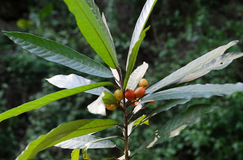 Aglaia taynguyenensis