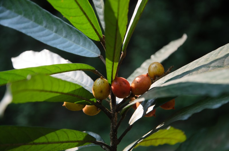 Aglaia taynguyenensis photo 2
