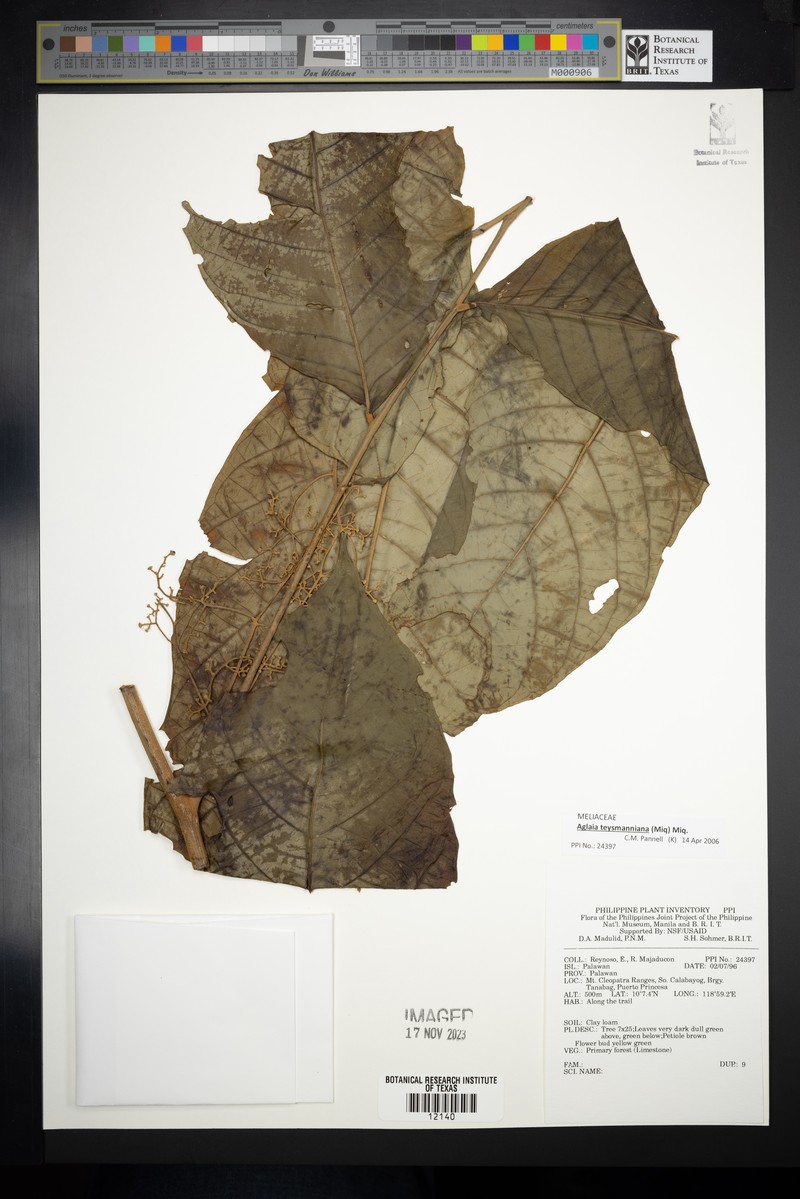 Aglaia teysmanniana photo 2