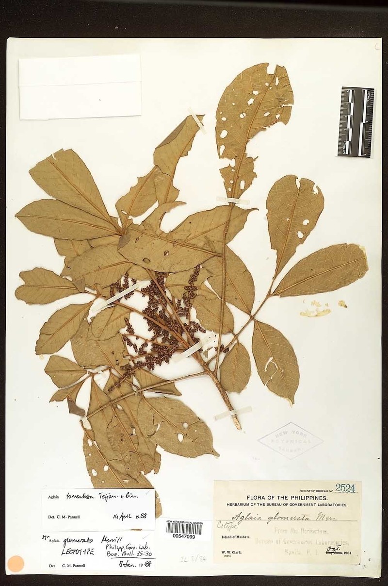 Aglaia tomentosa