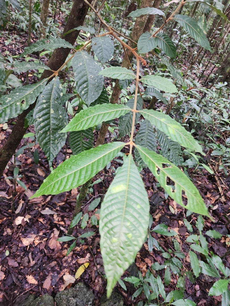 Aglaia tomentosa photo 3