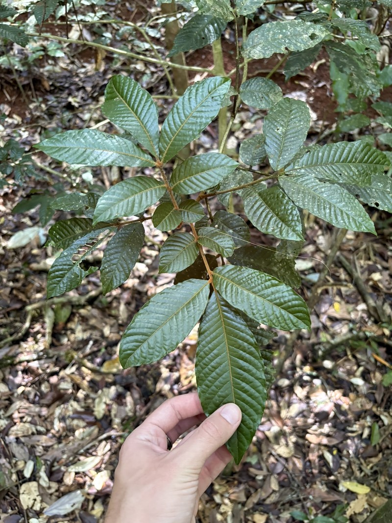 Aglaia tomentosa photo 5
