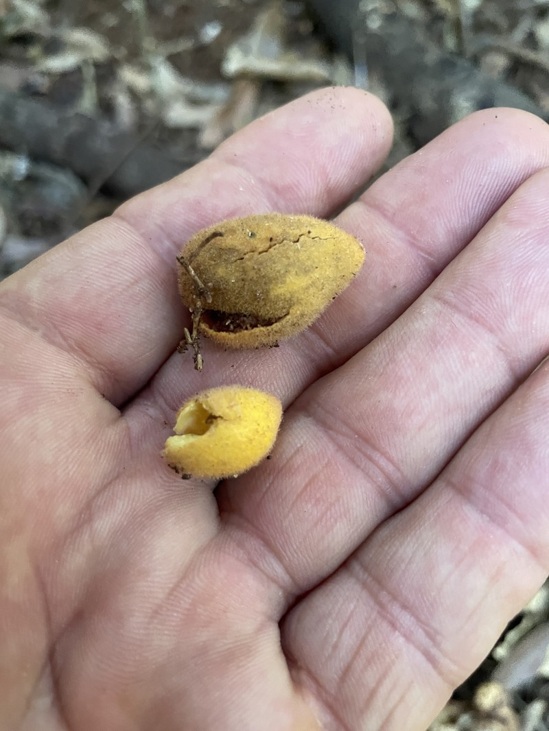 Aglaia tomentosa photo 8