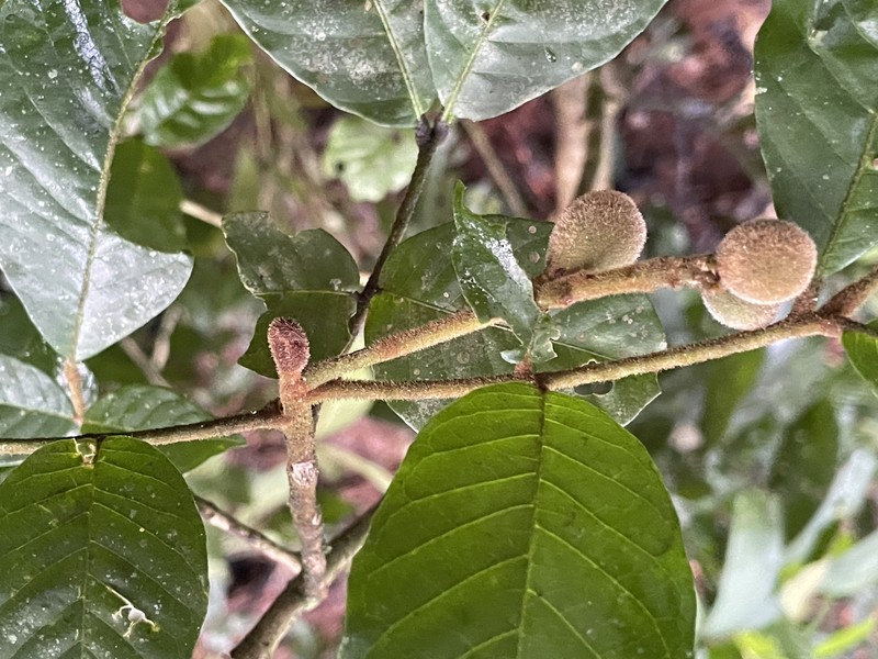 Aglaia tomentosa subsp. tomentosa photo 3