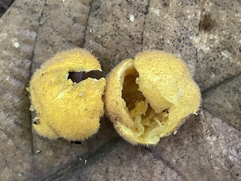 Aglaia tomentosa subsp. tomentosa photo 4