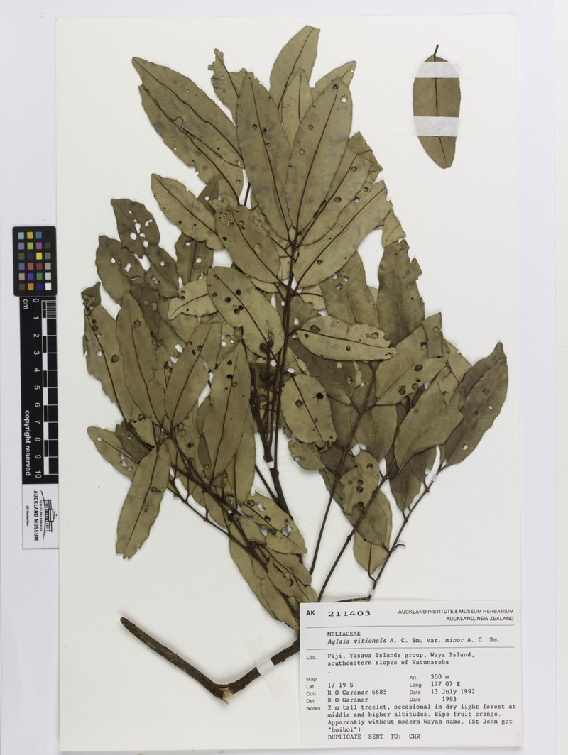 Aglaia vitiensis