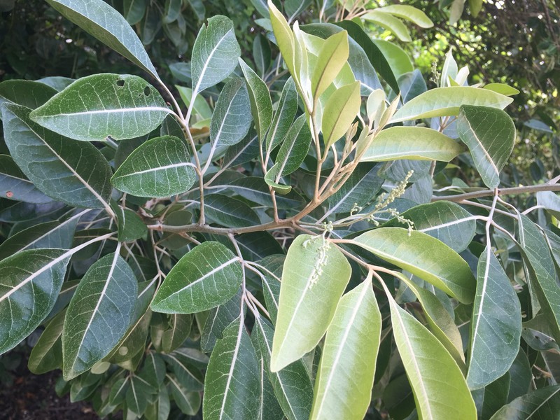 Aglaia wallichii