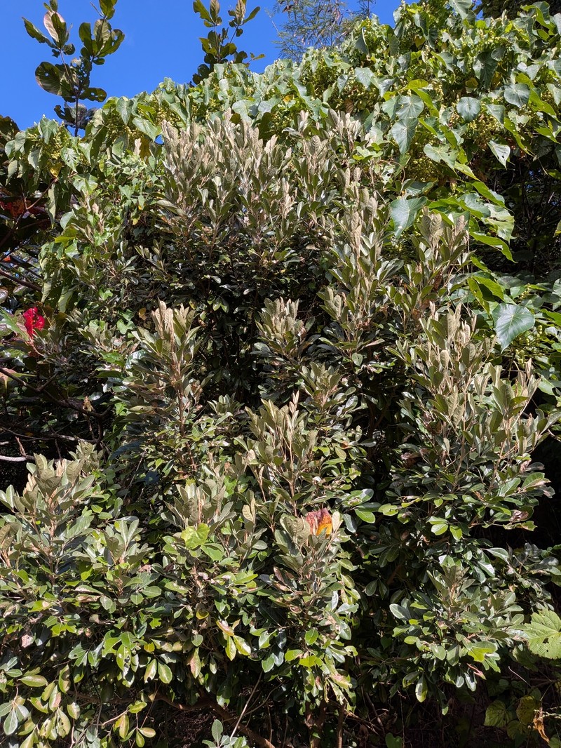Aglaia wallichii photo 2