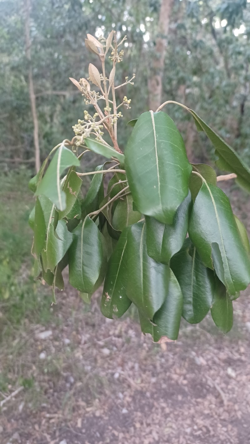 Aglaia wallichii photo 3