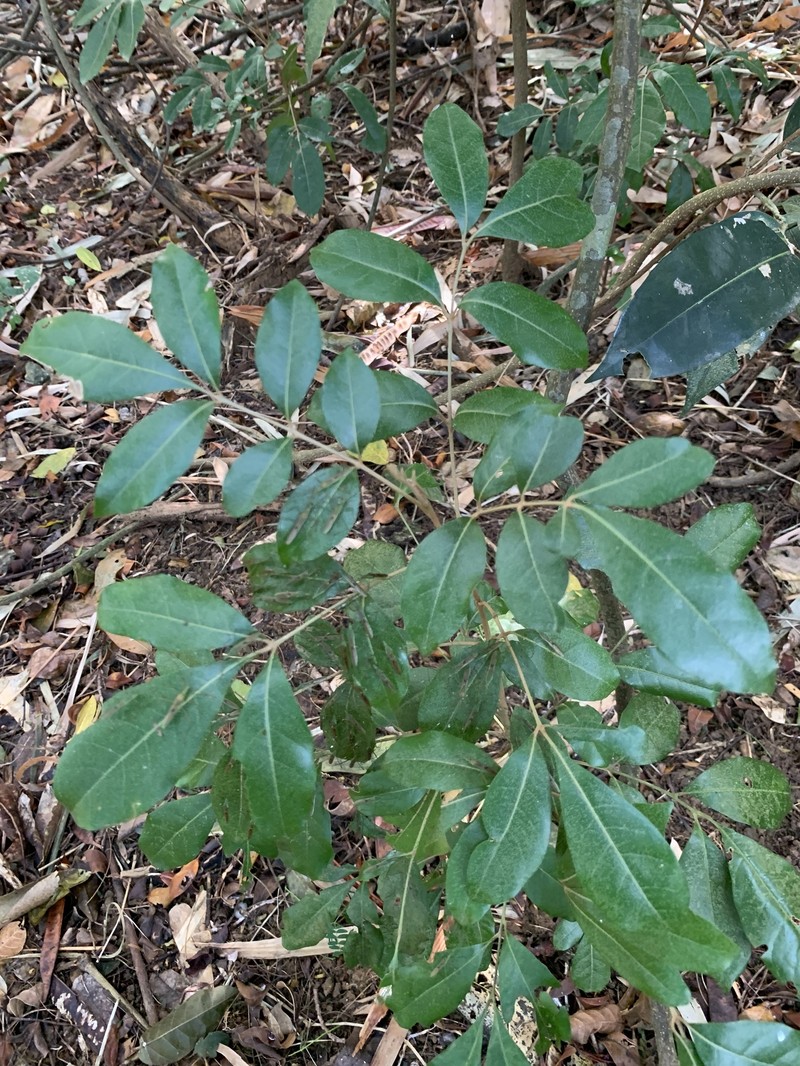 Aglaia wallichii photo 4