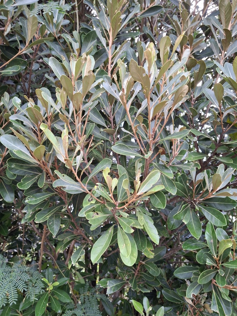 Aglaia wallichii photo 5