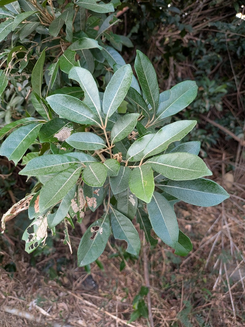 Aglaia wallichii photo 6