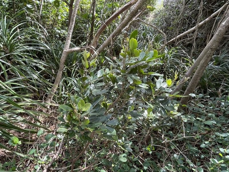 Aglaia wallichii photo 7
