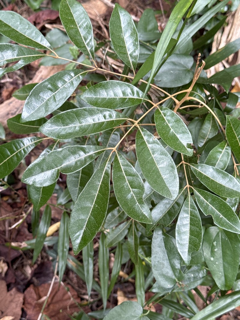 Aglaia wallichii photo 8