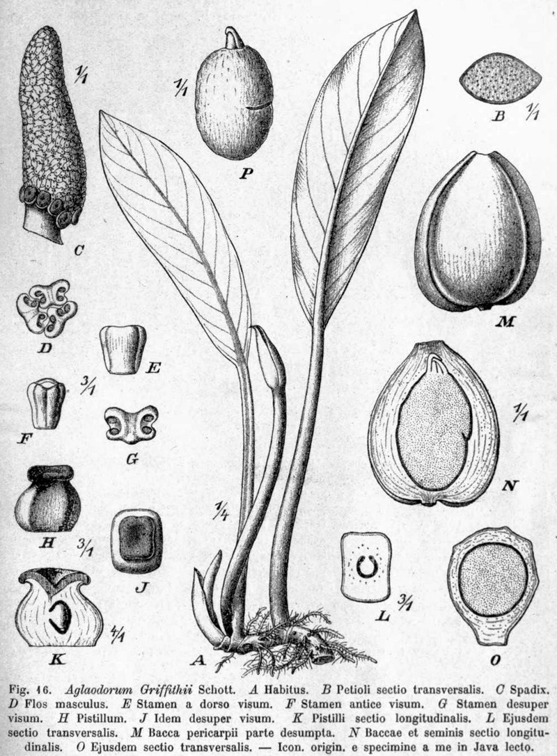 Aglaodorum griffithii