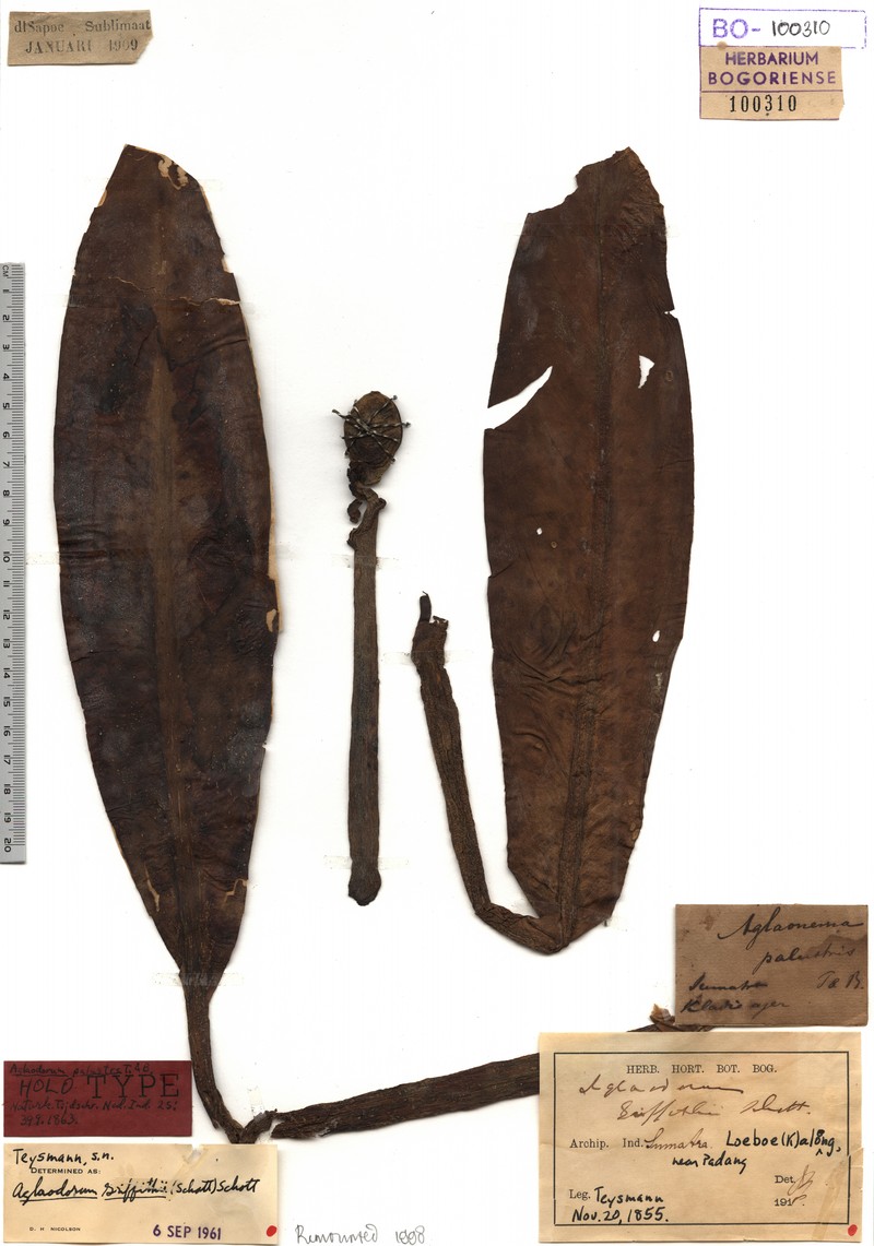 Aglaodorum griffithii photo 2