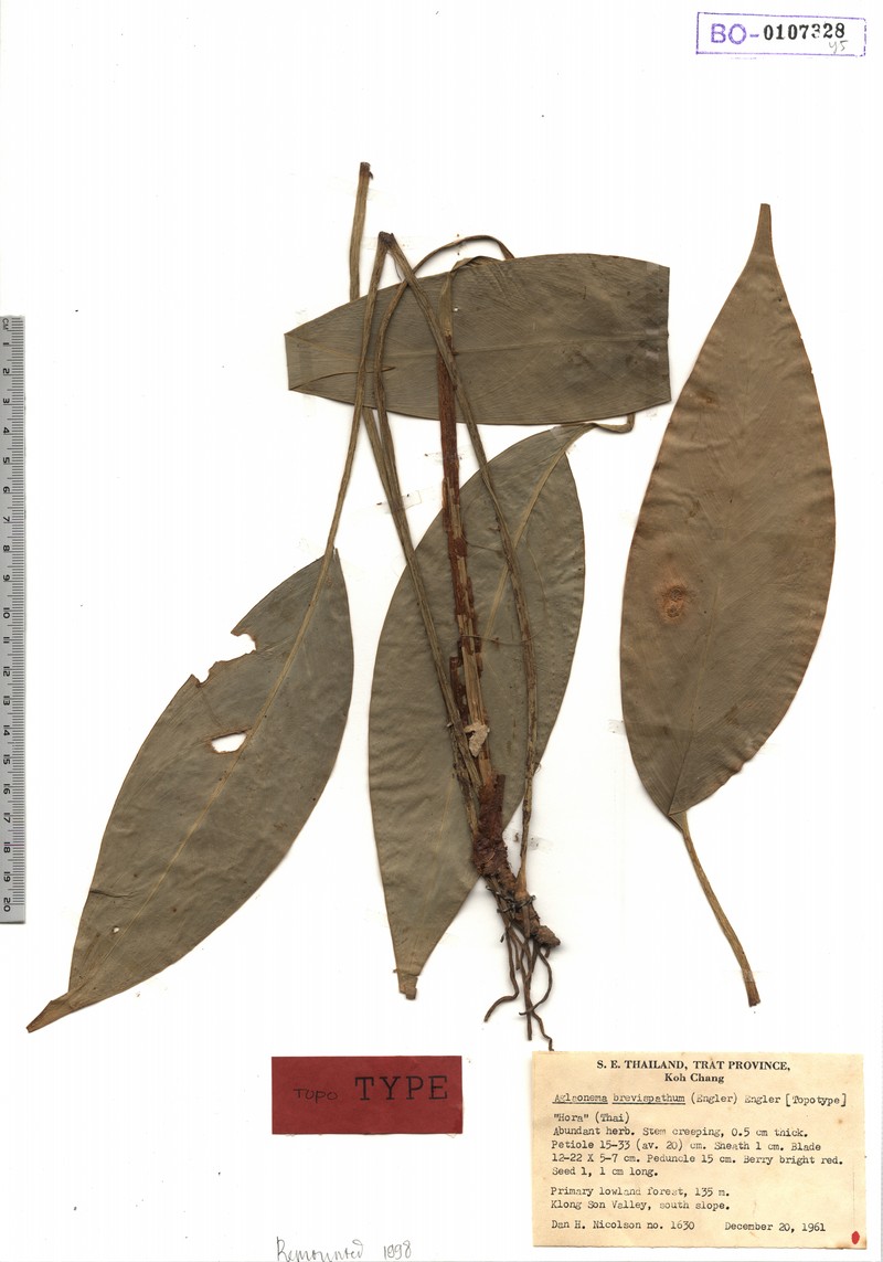 Aglaonema brevispathum