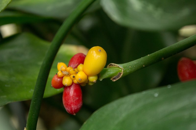 Philippine Evergreen photo 3