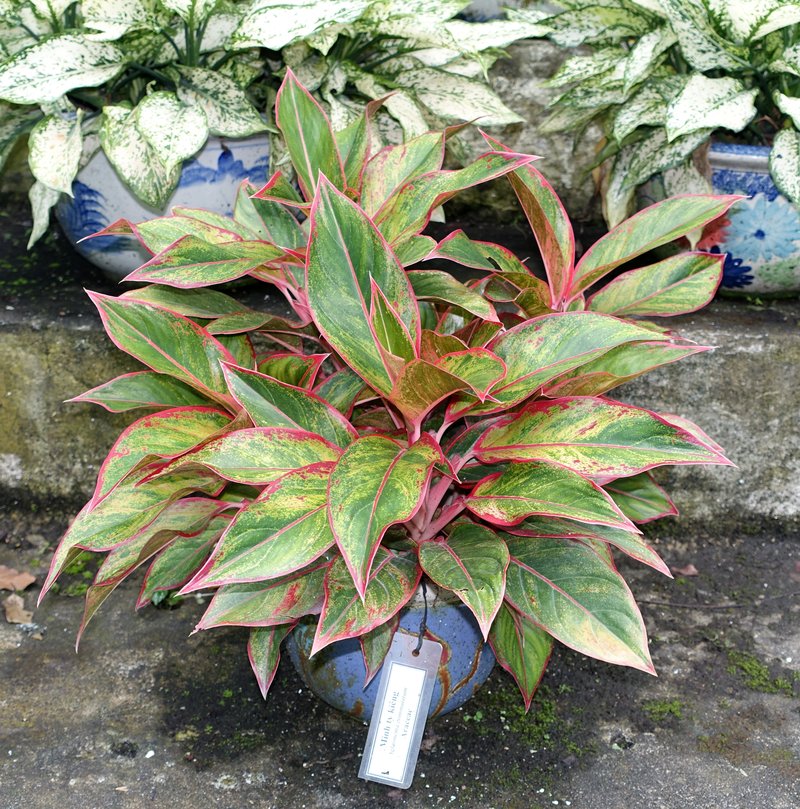 Philippine Evergreen photo 4