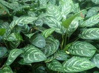 Philippine Evergreen