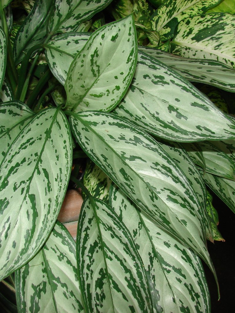 Philippine Evergreen photo 5