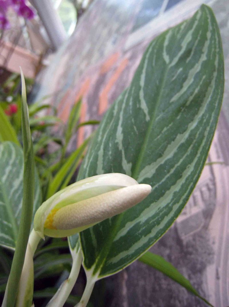 Philippine Evergreen photo 6
