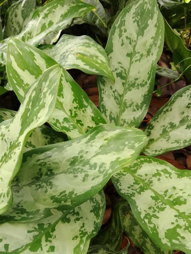 Philippine Evergreen photo 7