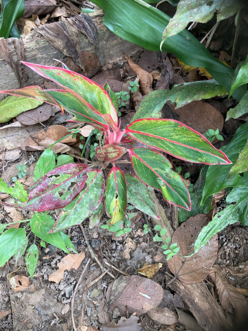 Philippine Evergreen photo 8