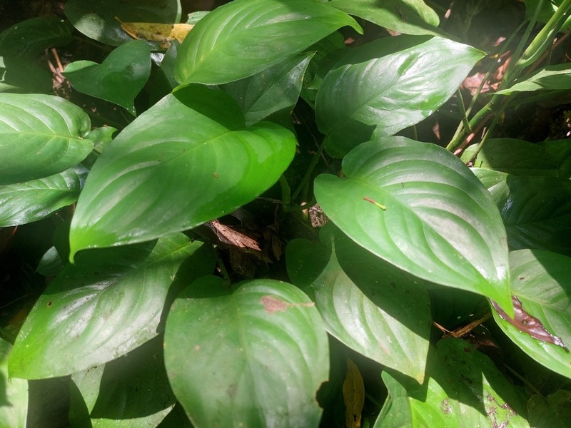 Aglaonema cordifolium