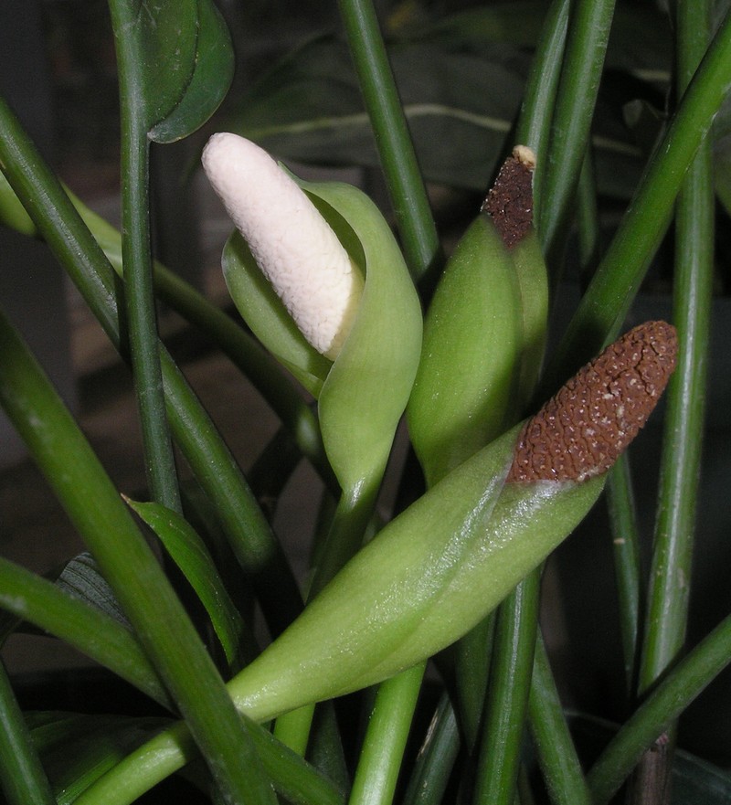Aglaonema costatum photo 2