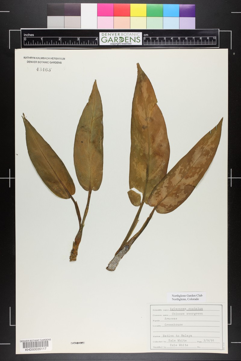 Aglaonema costatum photo 3