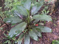 Aglaonema densinervium