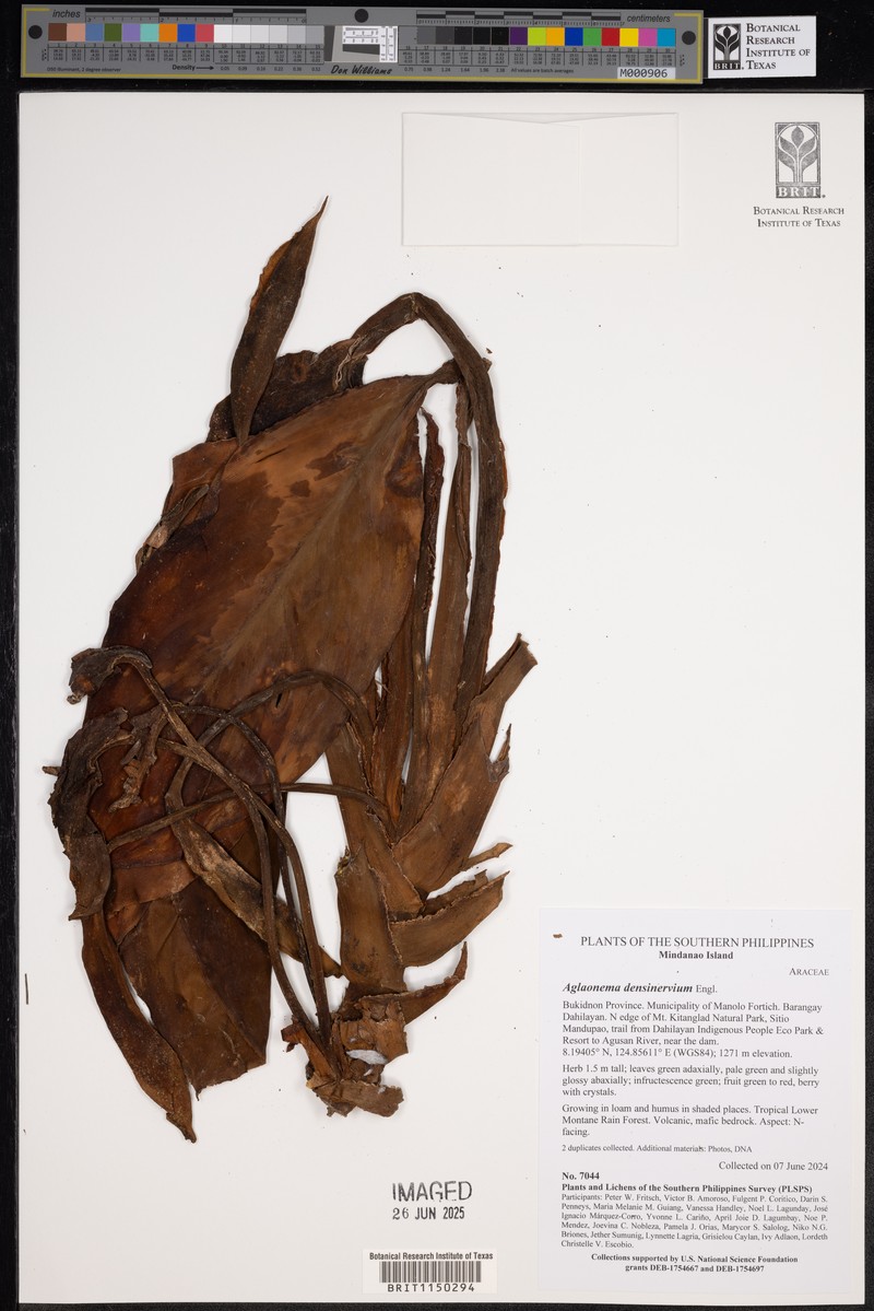 Aglaonema densinervium photo 3