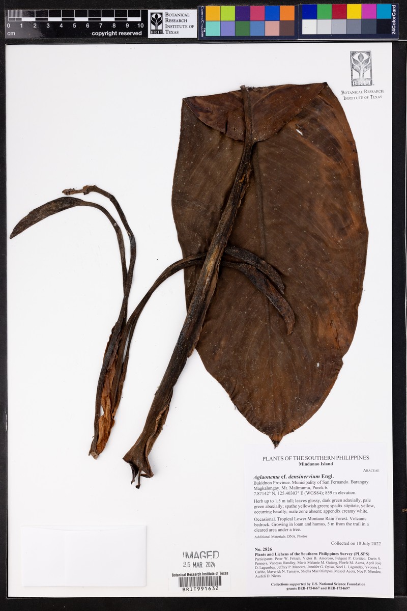 Aglaonema densinervium photo 4