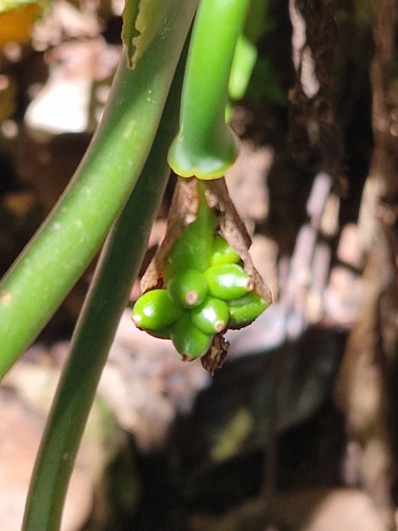 Aglaonema marantifolium