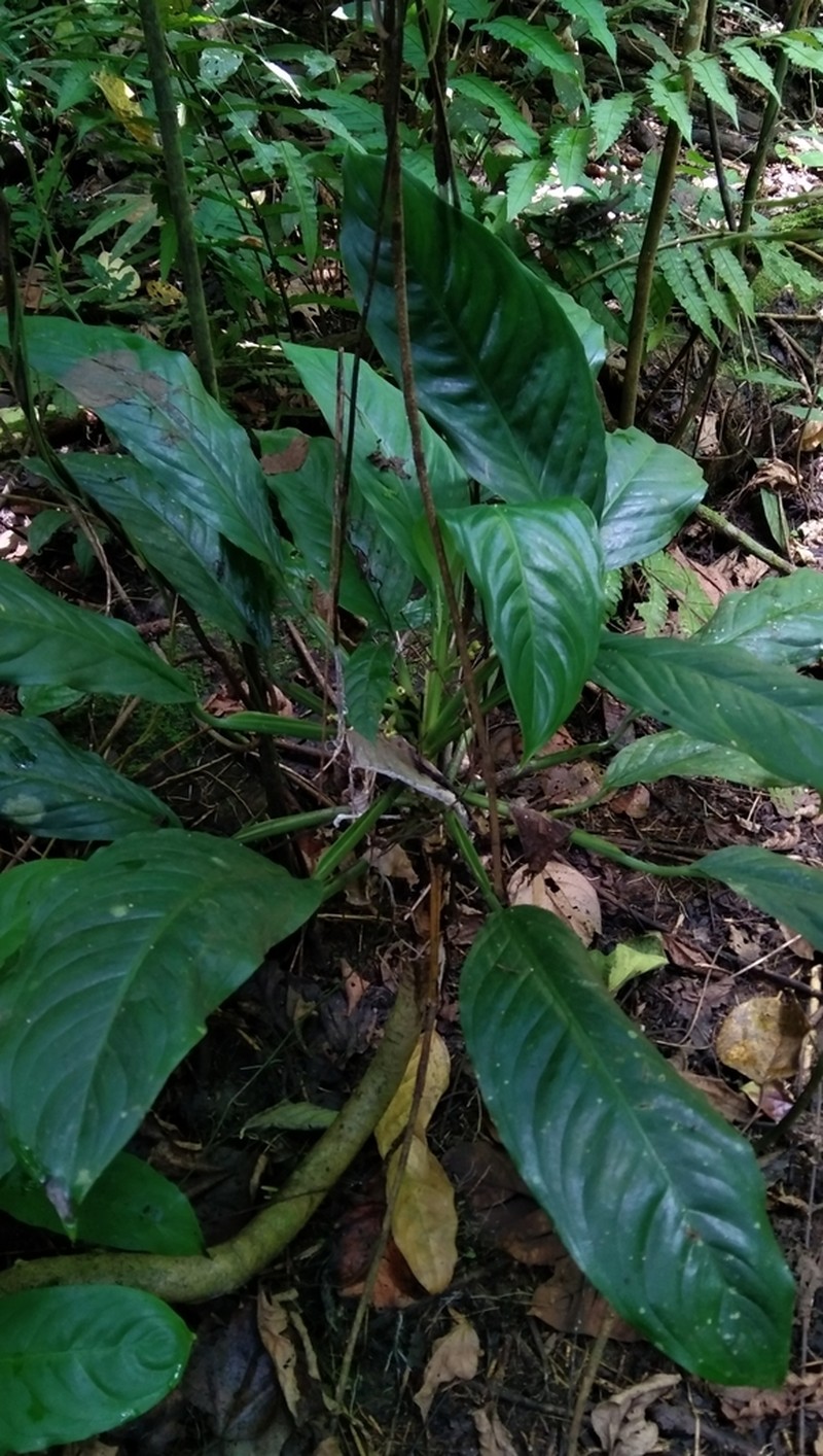 Aglaonema marantifolium photo 2