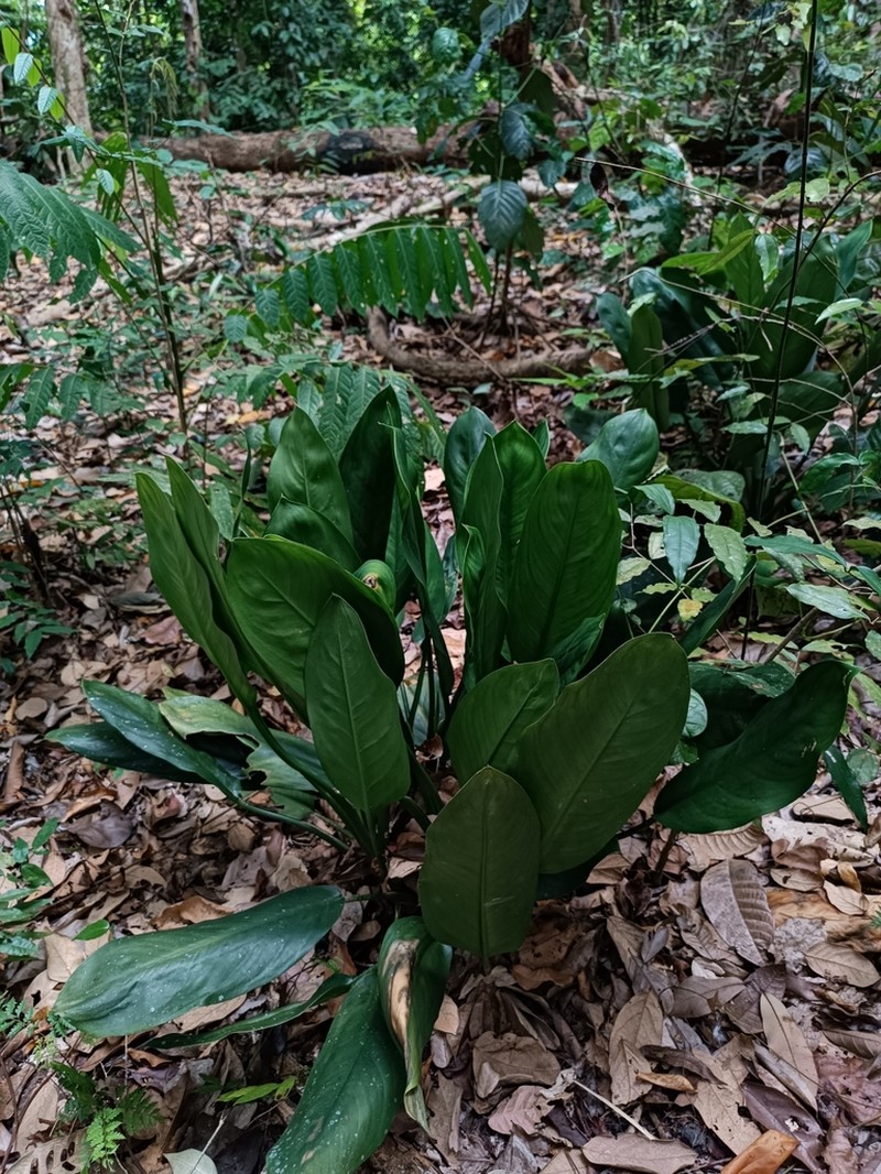 Aglaonema marantifolium photo 3