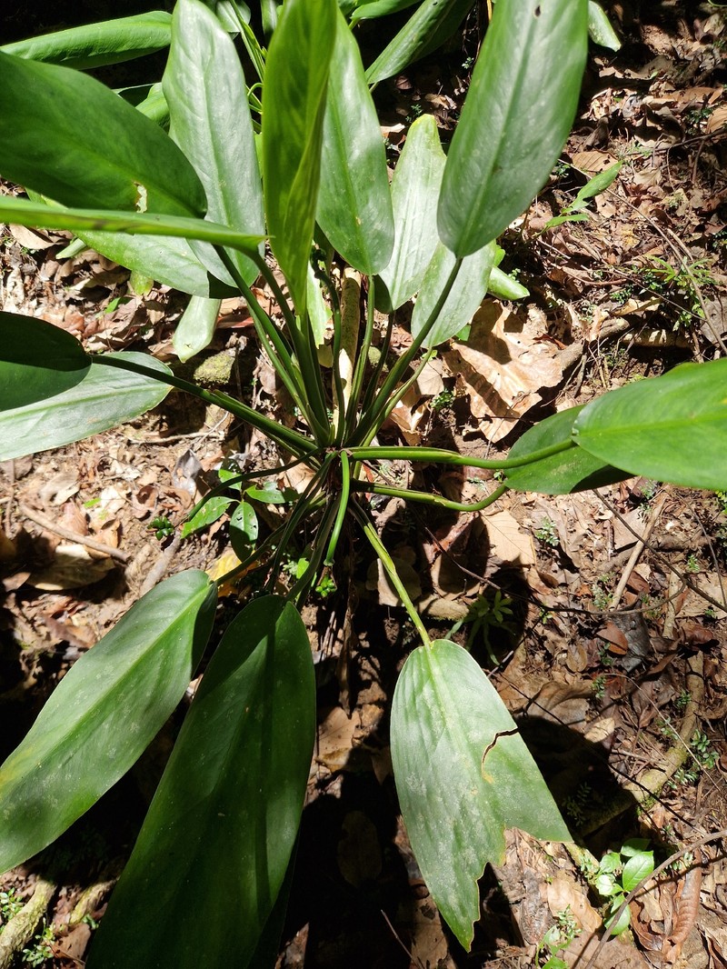 Aglaonema marantifolium photo 4