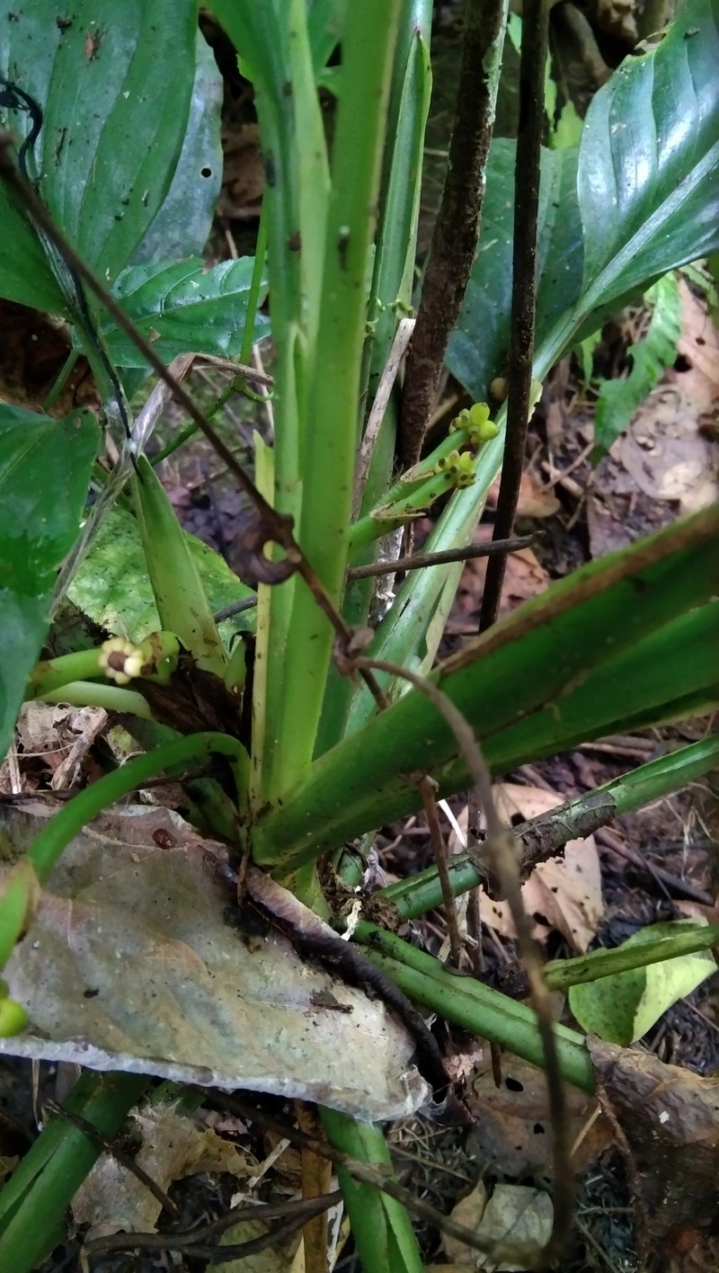 Aglaonema marantifolium photo 5