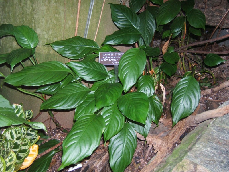 Aglaonema modestum photo 2