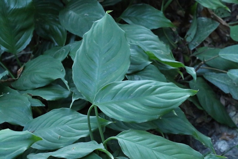 Aglaonema modestum photo 4