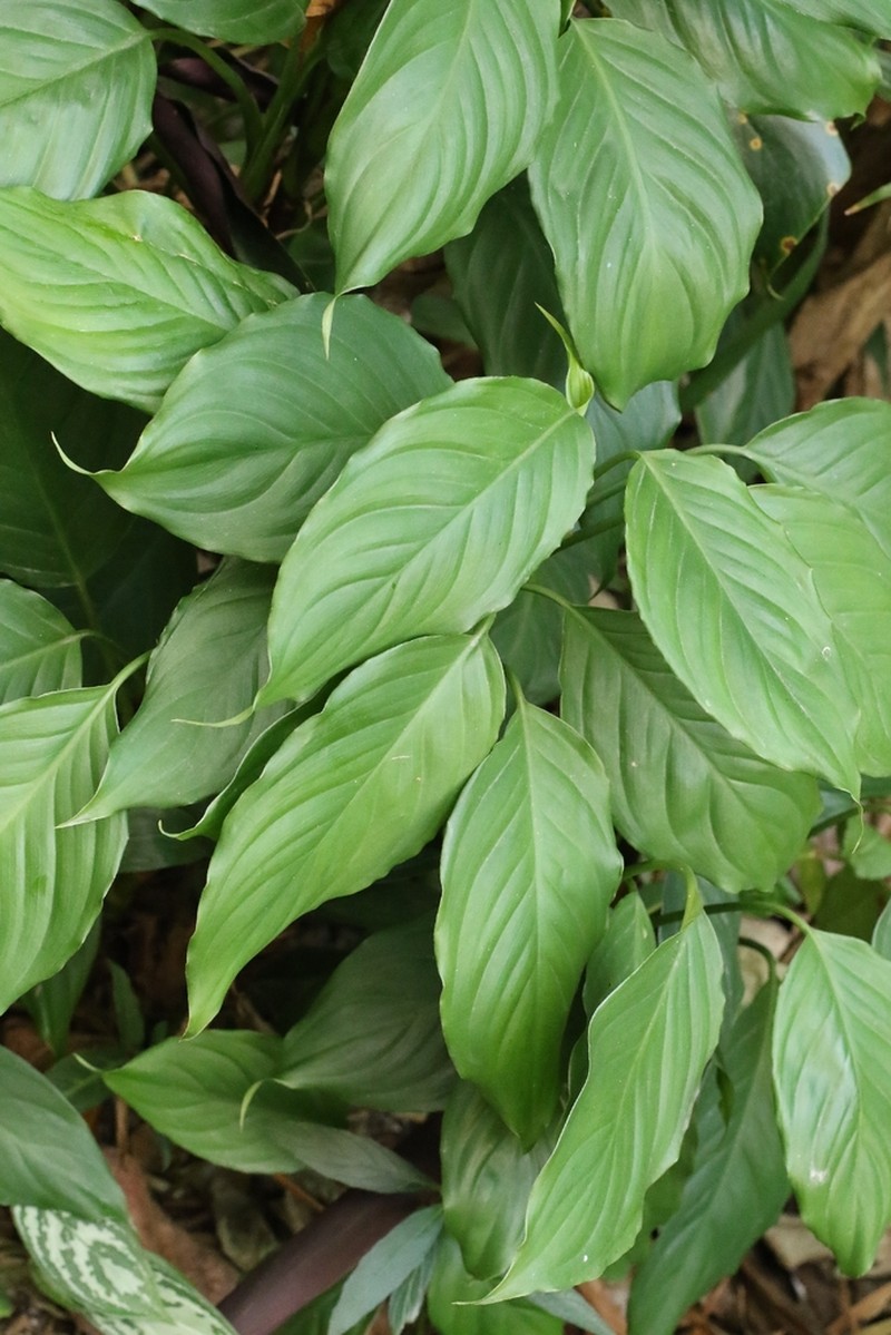 Aglaonema modestum photo 5