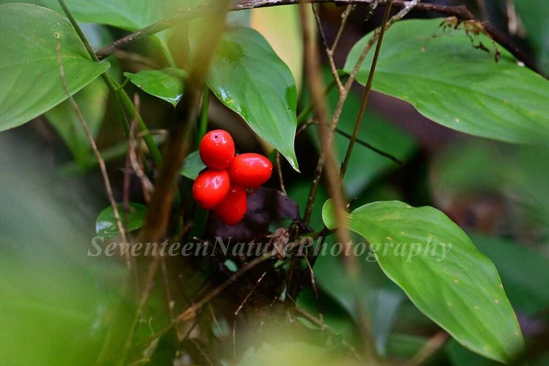 Aglaonema modestum photo 6