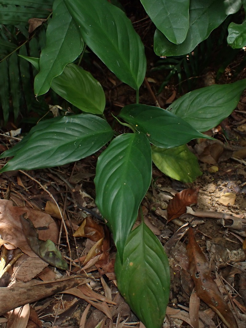 Aglaonema modestum photo 7