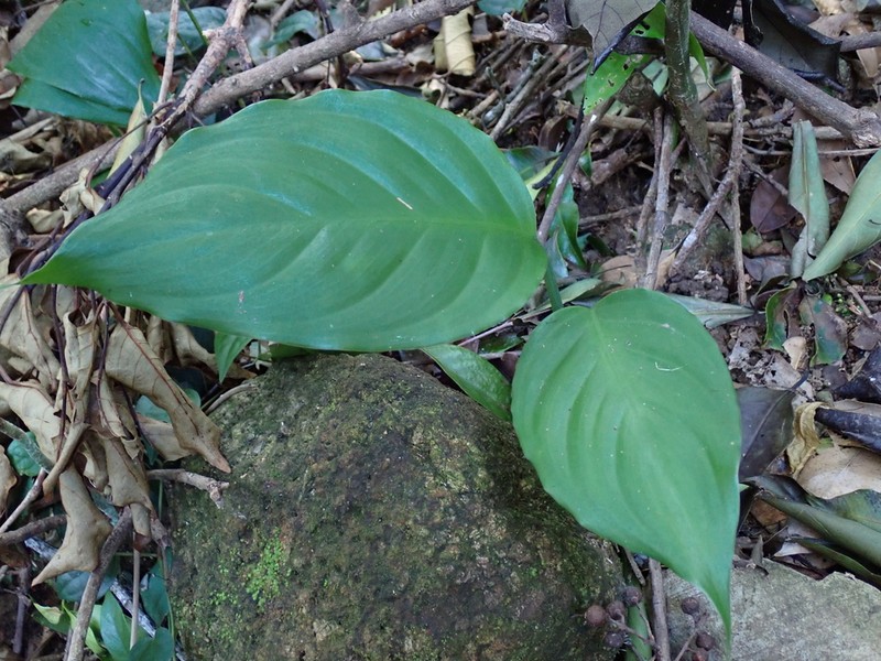Aglaonema modestum photo 8