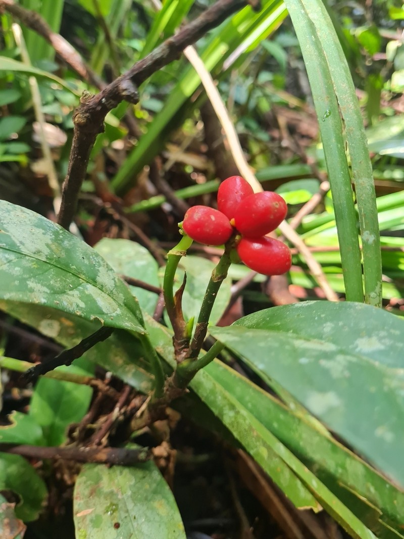 Aglaonema nebulosum