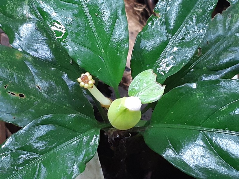 Aglaonema nebulosum photo 2