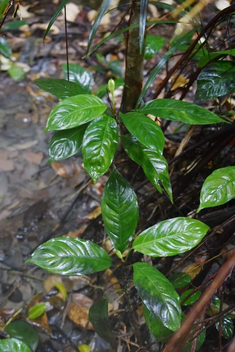 Aglaonema nebulosum photo 3