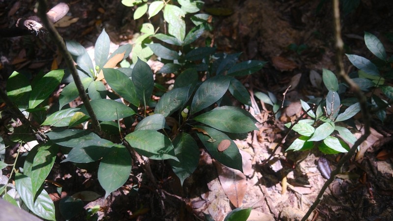 Aglaonema nebulosum photo 4