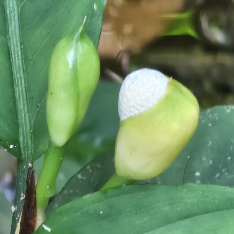 Aglaonema nebulosum photo 5